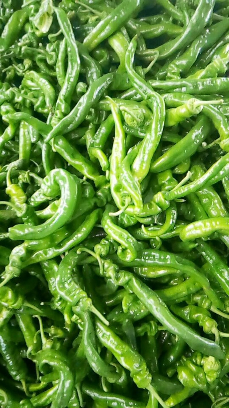 中螺丝，大尖椒，大螺丝，小螺丝