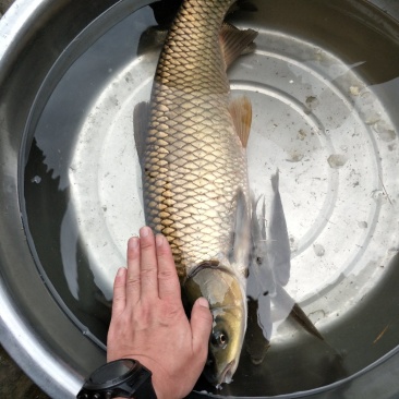 野生草鱼花鲢鲤鱼鲫鱼