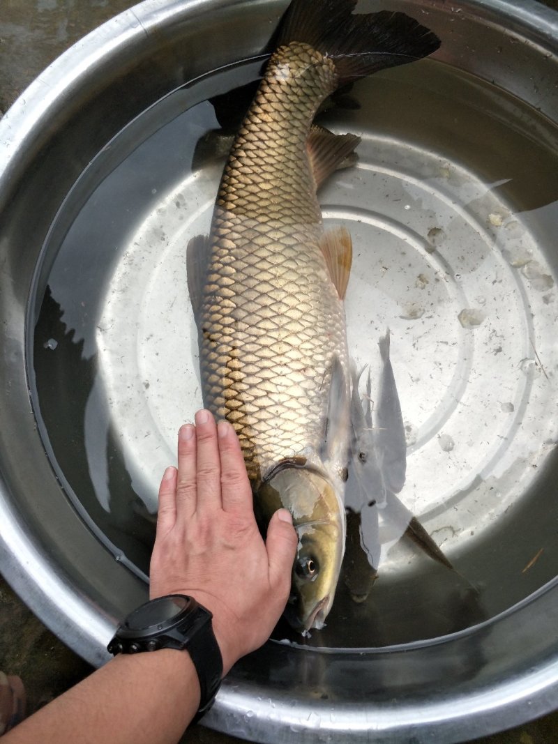 野生草鱼花鲢鲤鱼鲫鱼