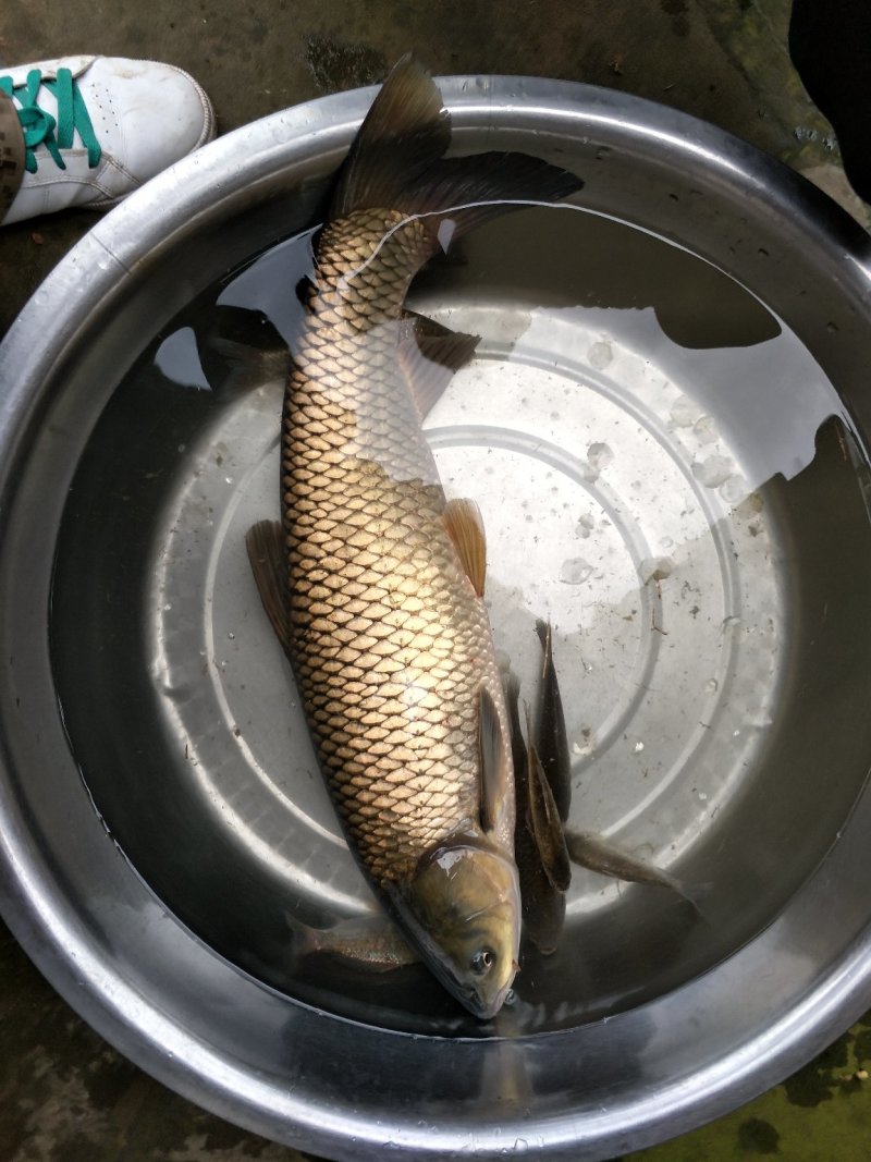 野生草鱼花鲢鲤鱼鲫鱼