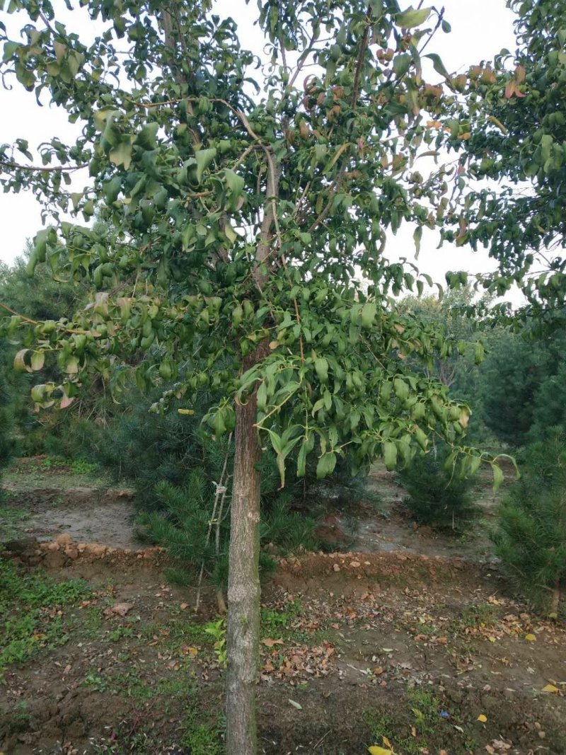 金丝吊蝴蝶（摇钱树）