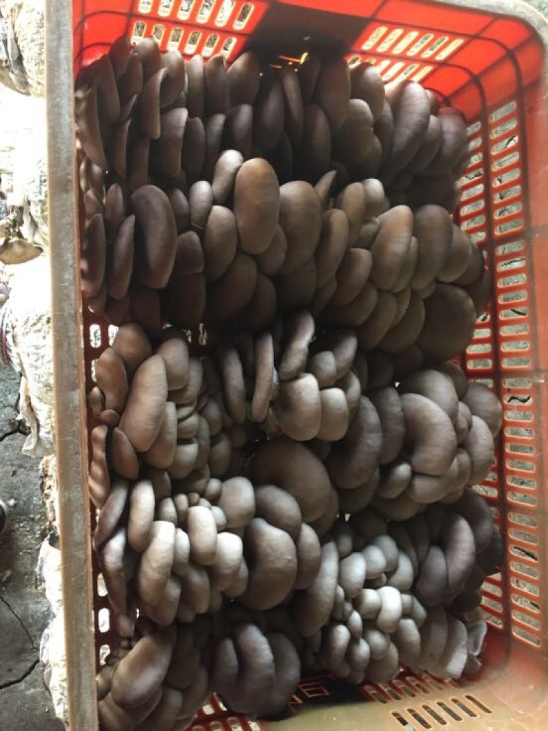 高产平菇菌包，欢迎预订