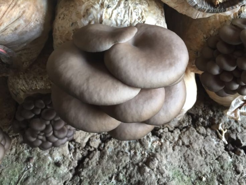 高产平菇菌包，欢迎预订