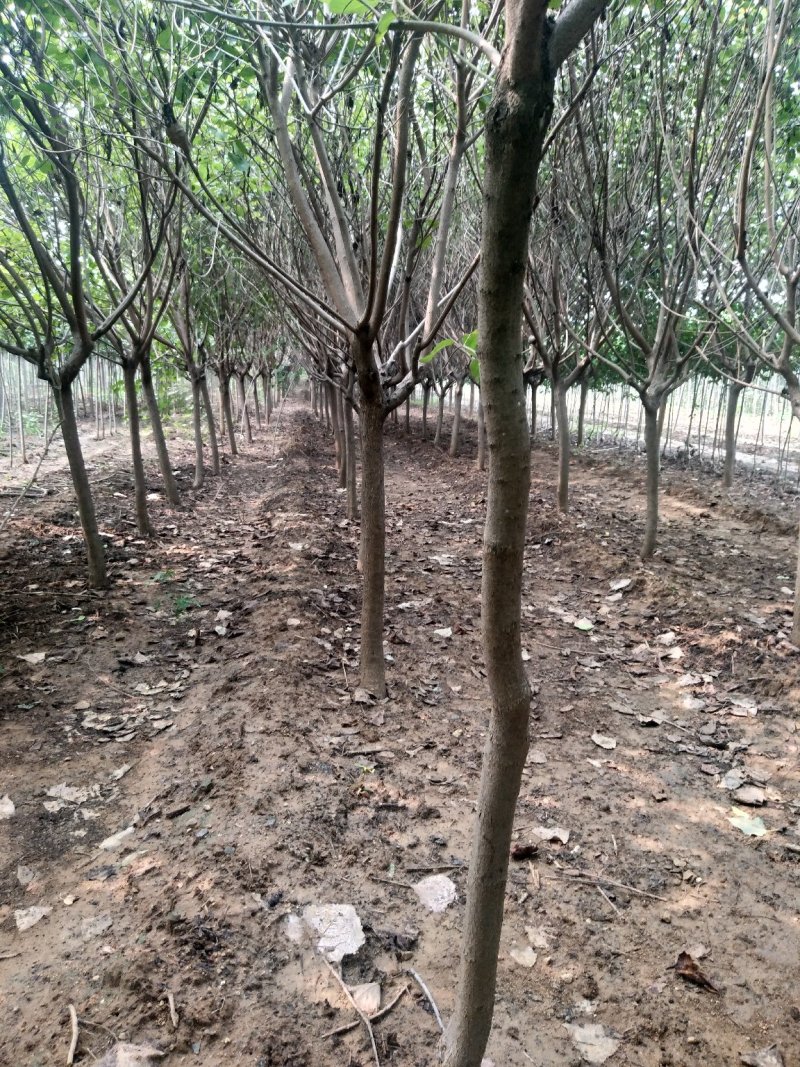 黄栌