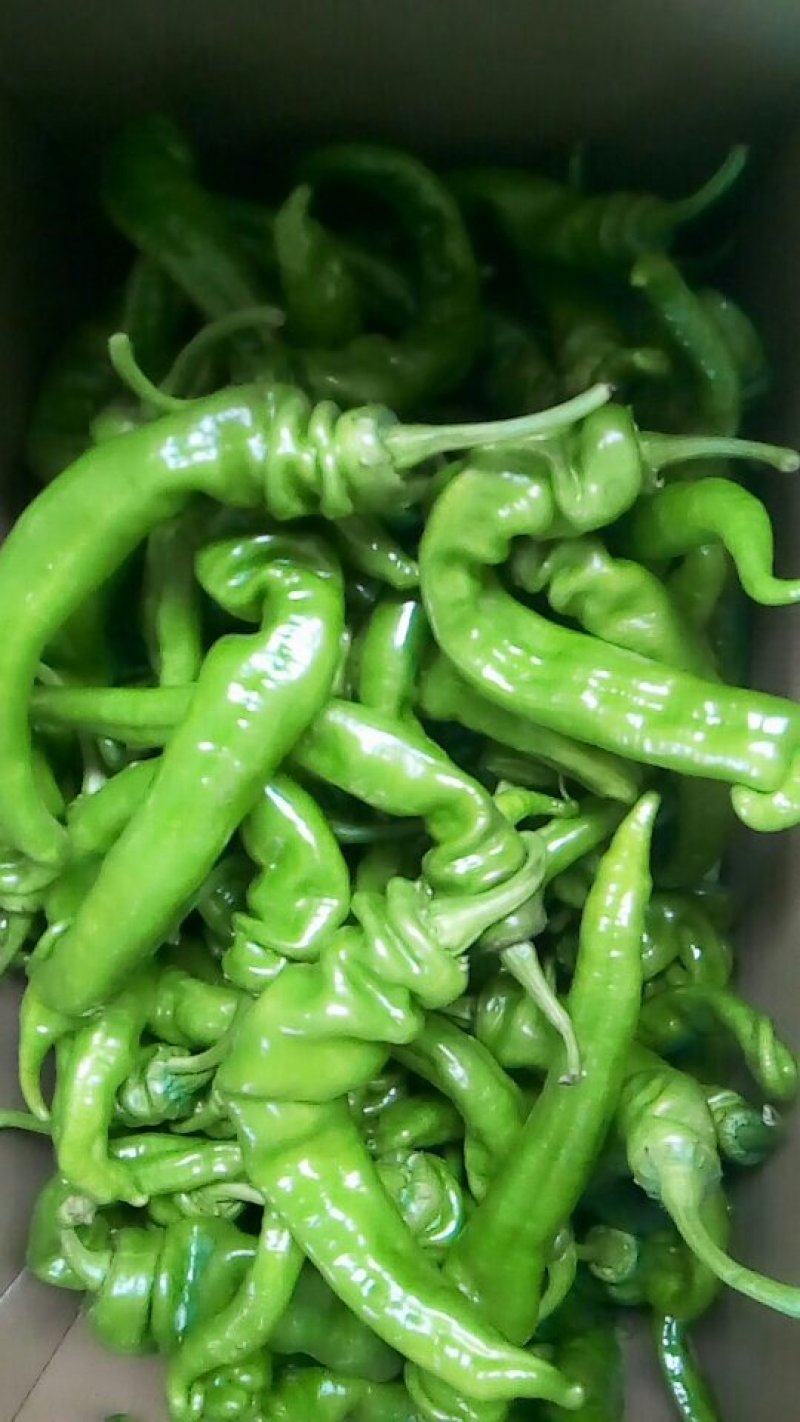 中螺丝，大尖椒，大螺丝，小螺丝