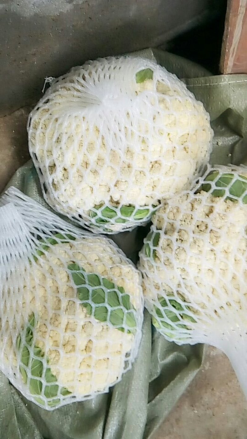 中螺丝，大尖椒，大螺丝，小螺丝