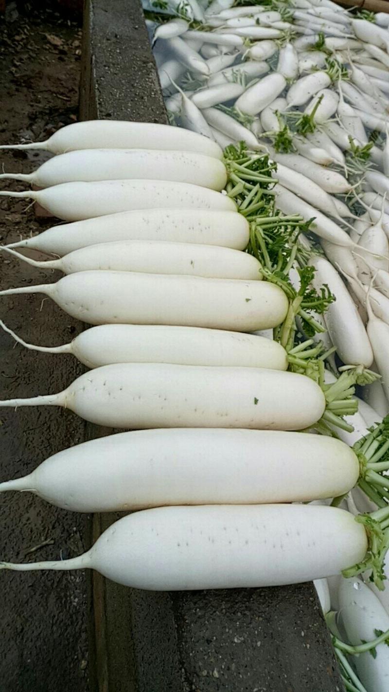 柳州优质白萝卜大量供应中。