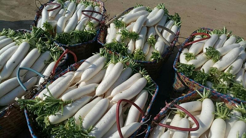 柳州优质白萝卜大量供应中。