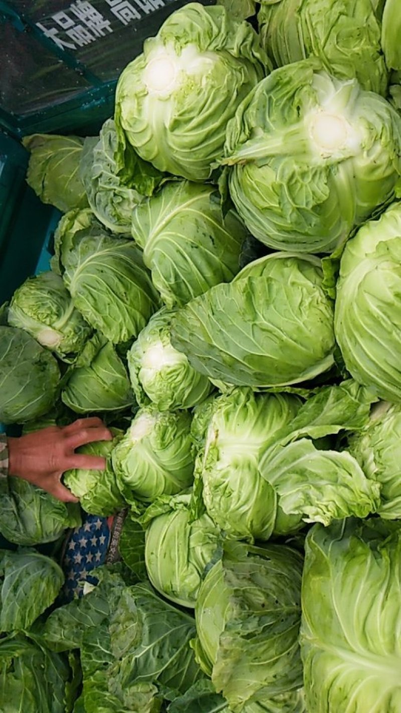 甘蓝一预冷，平台，电商食堂不限量**