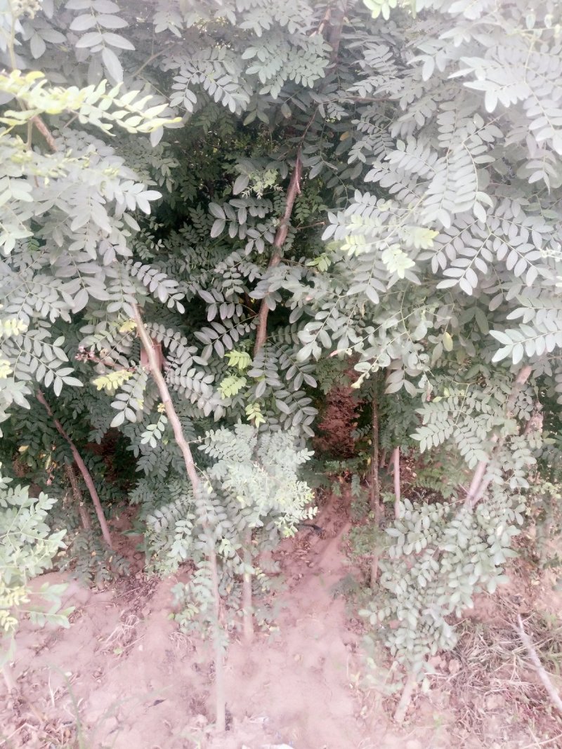 皂角树