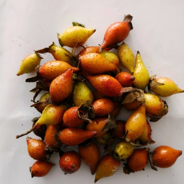 金樱子鲜果
