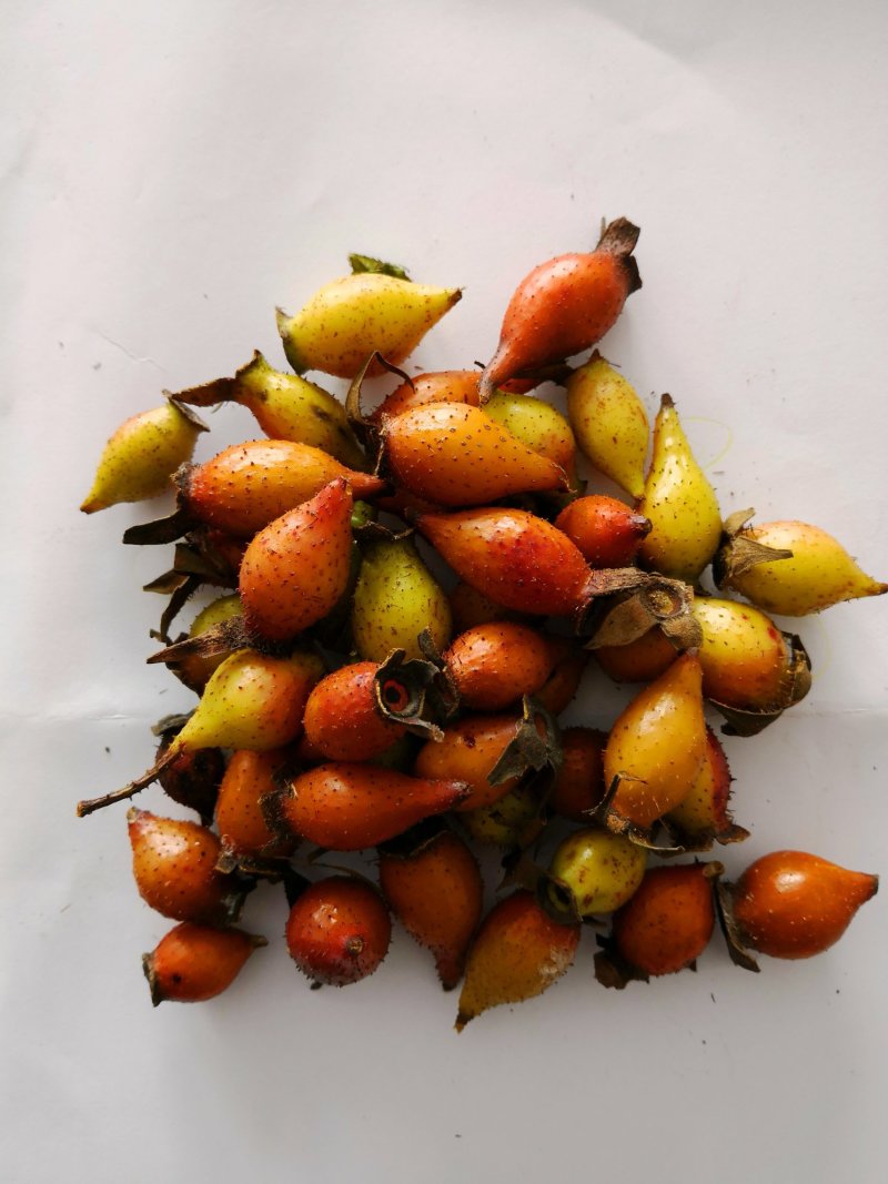 金樱子鲜果