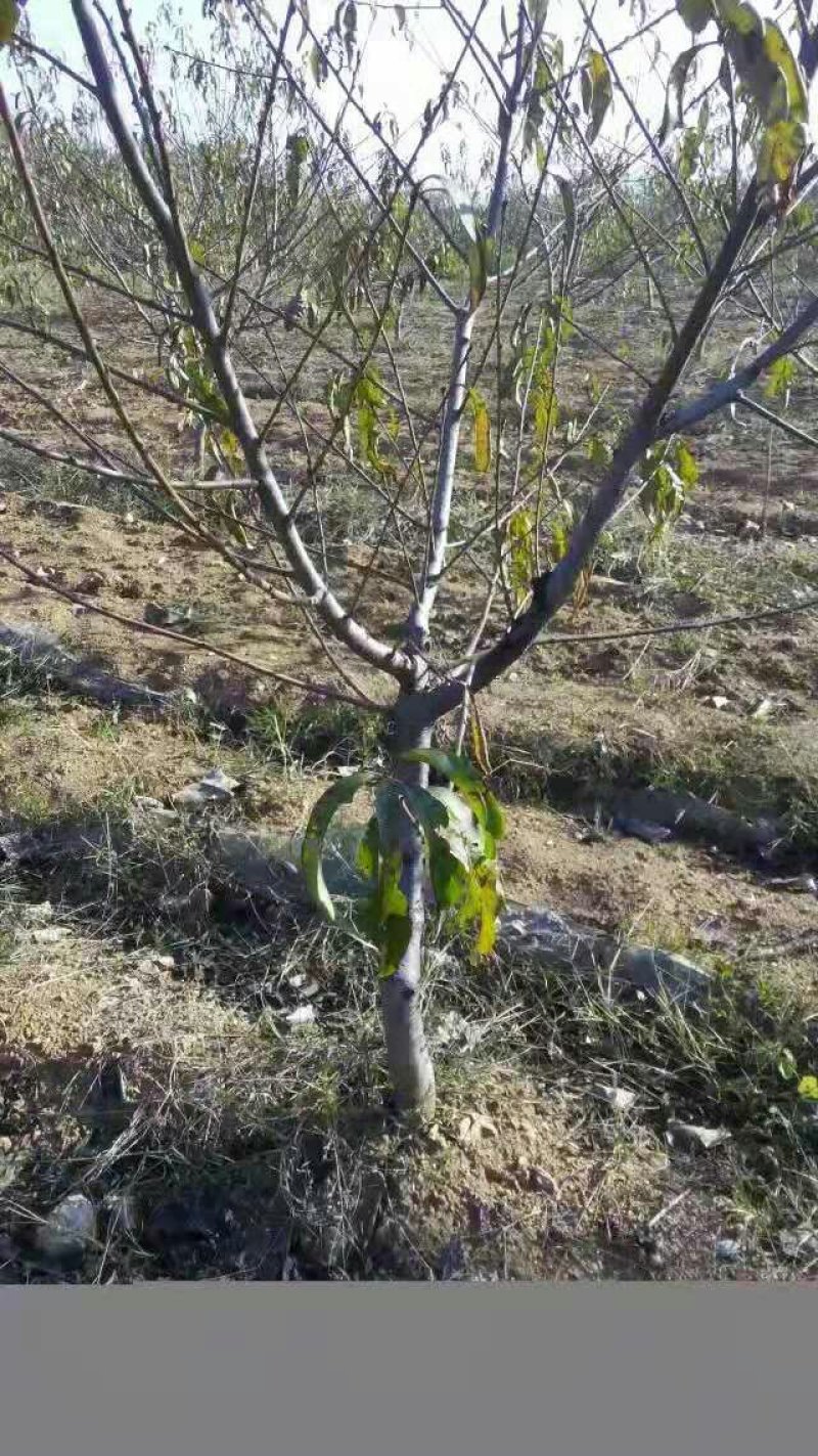 优质桃树绿化桃树观赏桃树基地直发量大从优