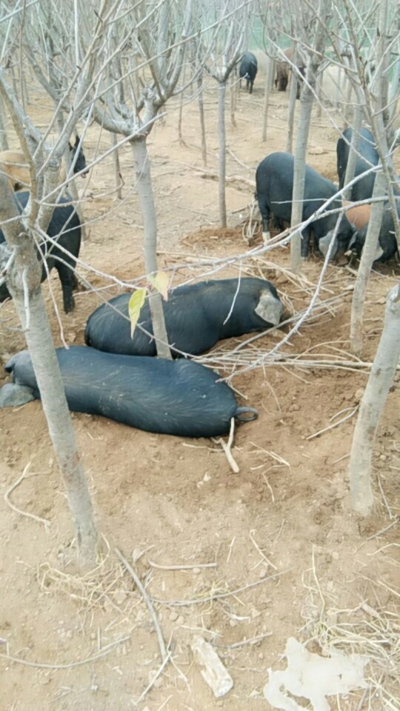 散养黑土猪，不含添加剂，只喂玉米面，草糠。