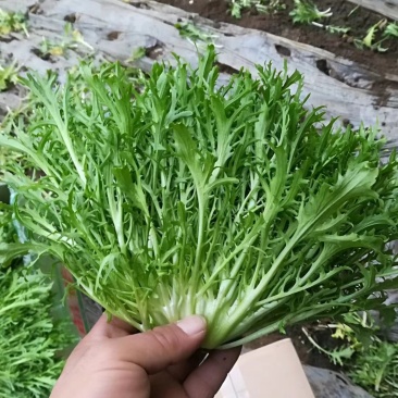 精品苦菊