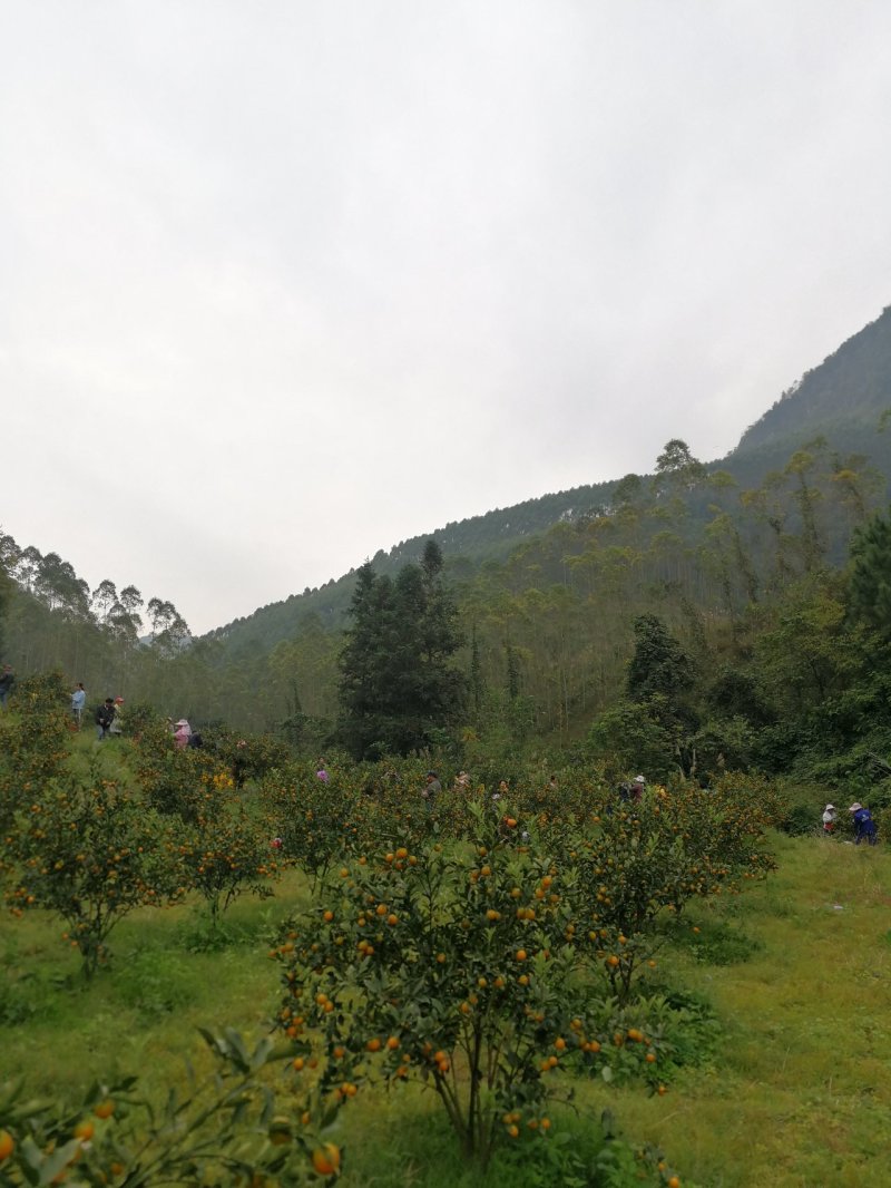 广西融安县滑皮金桔中大果产地直供代办代发脆皮金桔