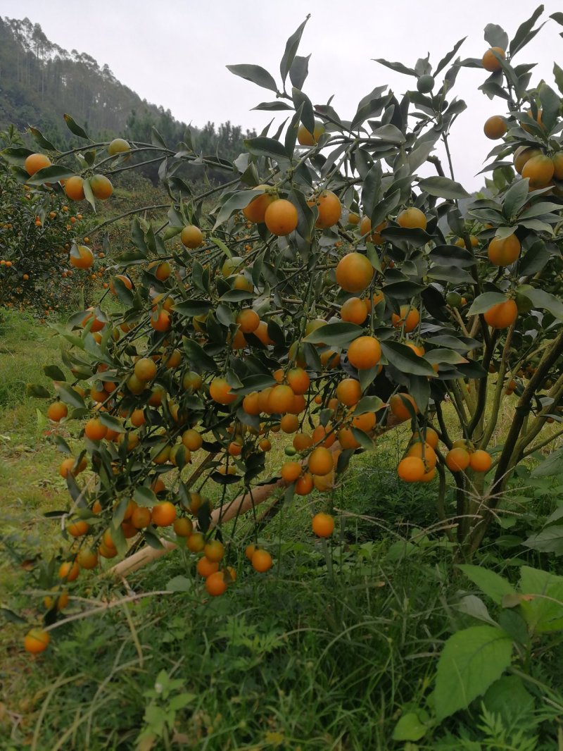 广西融安县滑皮金桔中大果产地直供代办代发脆皮金桔