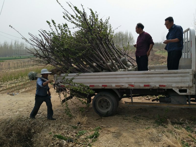 优质美早樱桃苗苗圃直发包成活包品种诚信经营放心苗