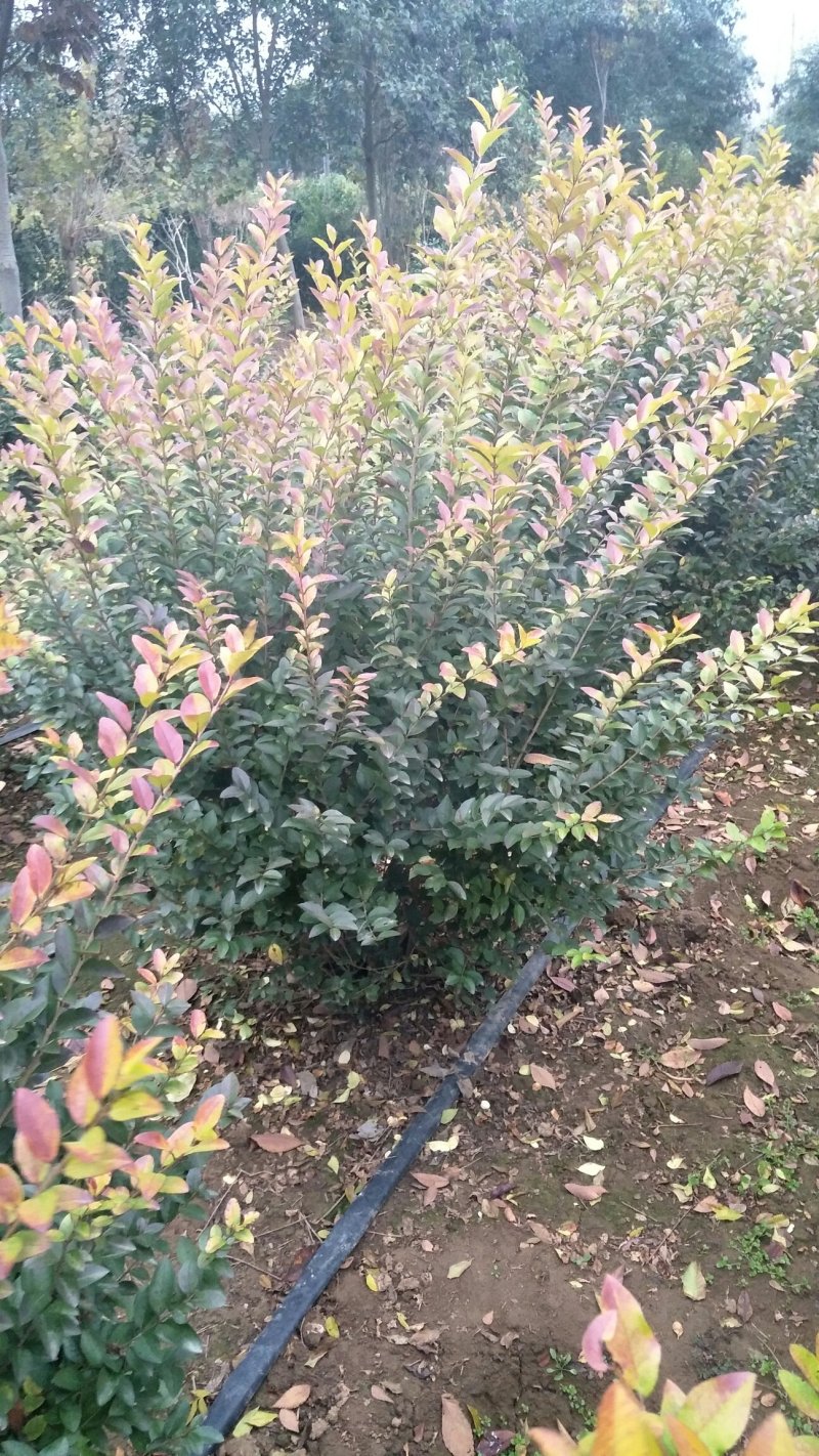 金叶女贞球，瓜子黄杨球，