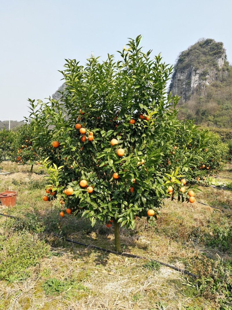 正宗广西精品沃柑65起步细皮全红清甜多汁产地直供代办代发