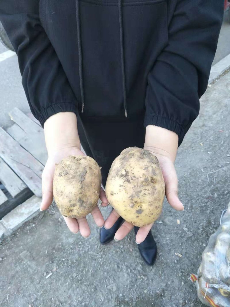 大量供应胡萝卜、洋葱，尤金885土豆