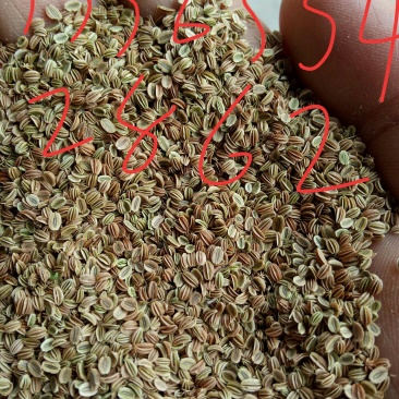 大量出售手采货蛇床子