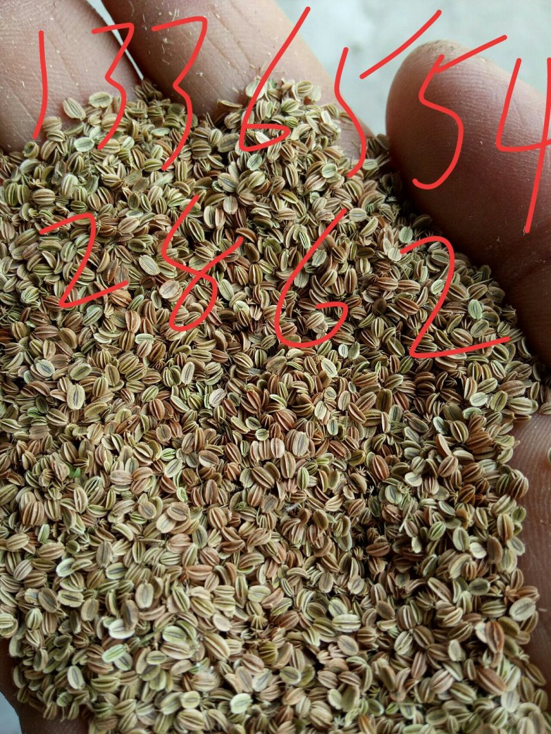大量出售手采货蛇床子