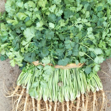 山东铁杆香菜25-30公分