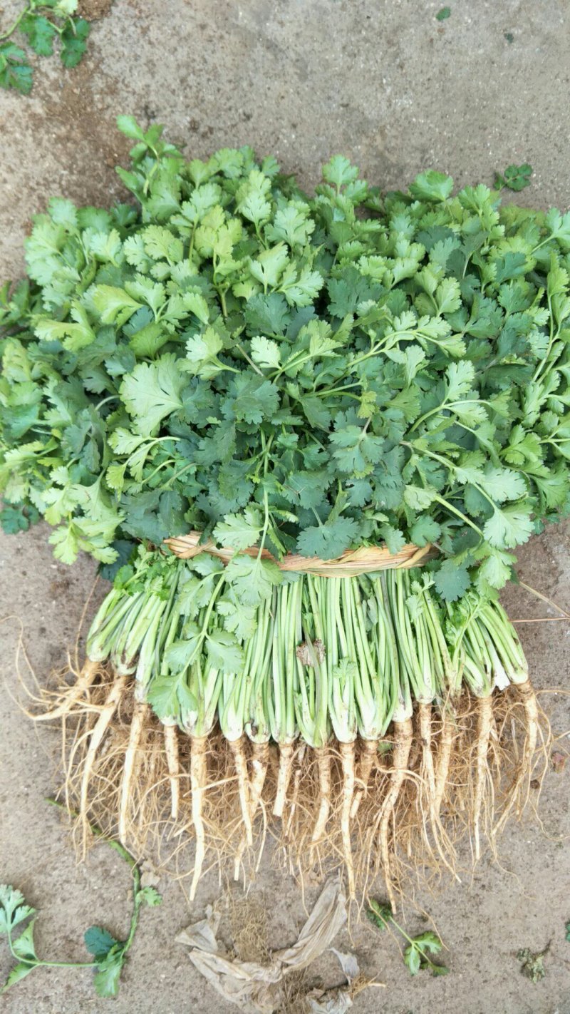 山东铁杆香菜25-30公分