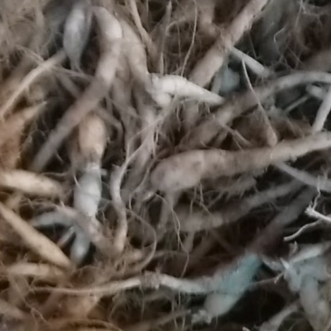太子参种苗