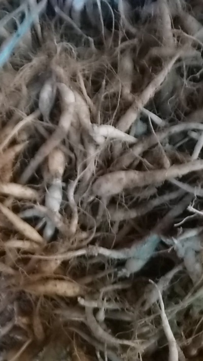 太子参种苗