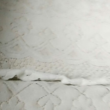 女贞树