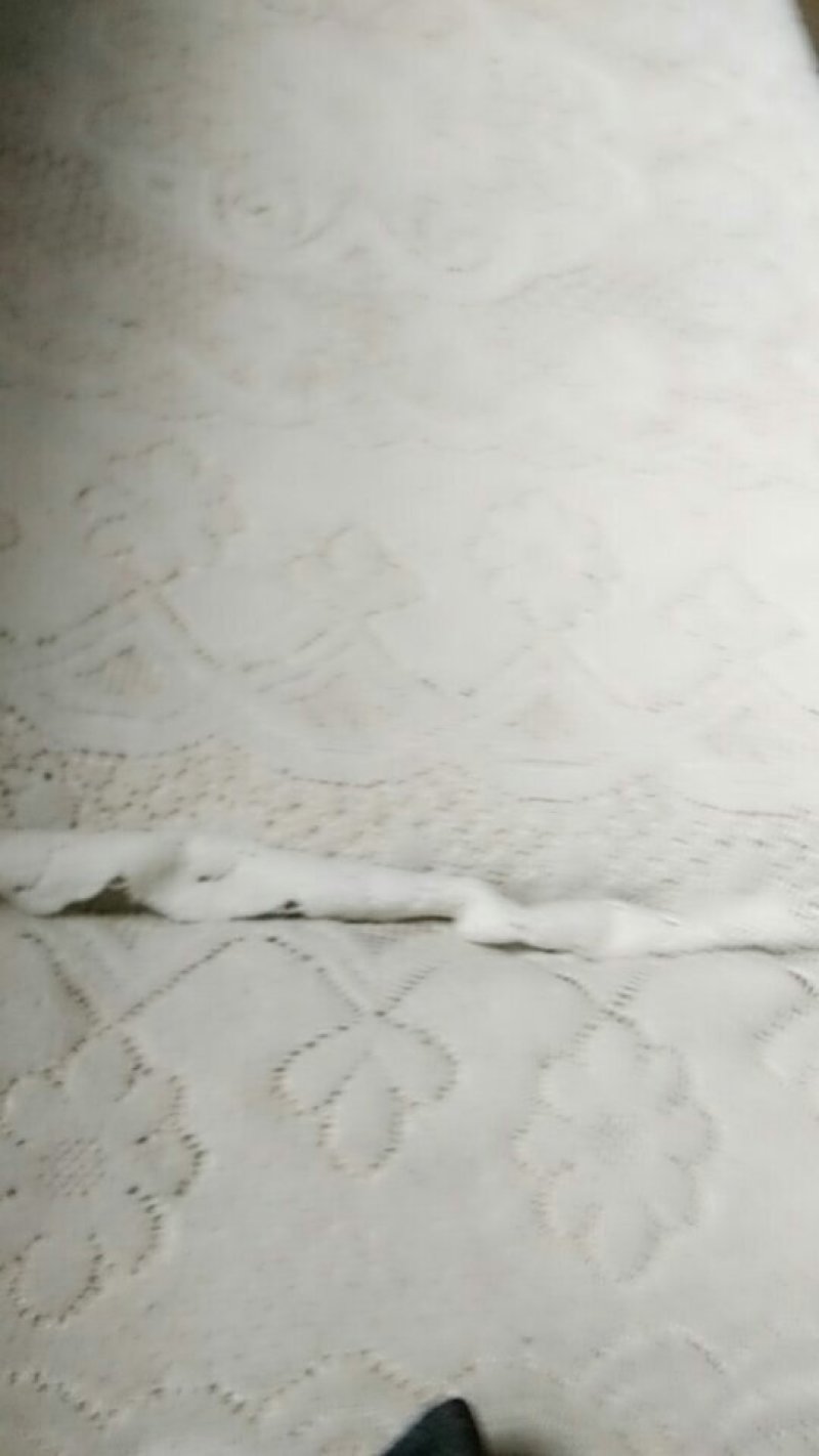 女贞树