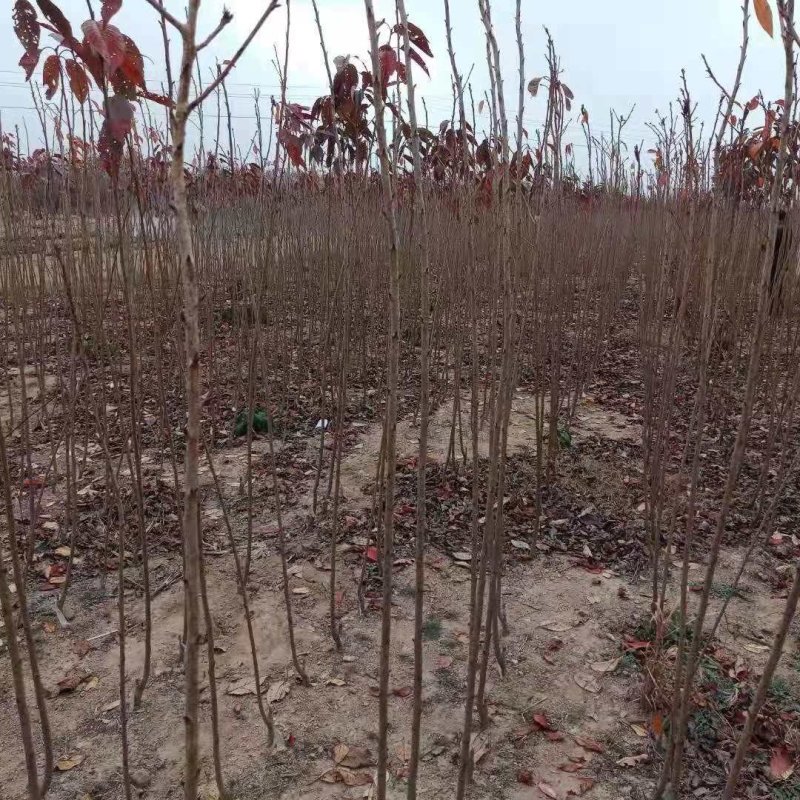 樱花3-15公分单樱双樱早樱晚樱均有货牡丹樱红花