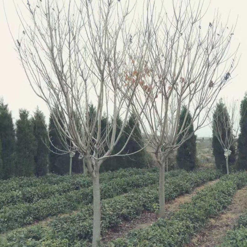樱花3-15公分单樱双樱早樱晚樱均有货牡丹樱红花