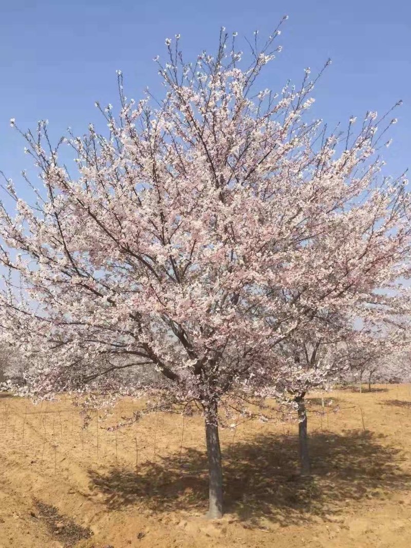 樱花3-15公分单樱双樱早樱晚樱均有货牡丹樱红花
