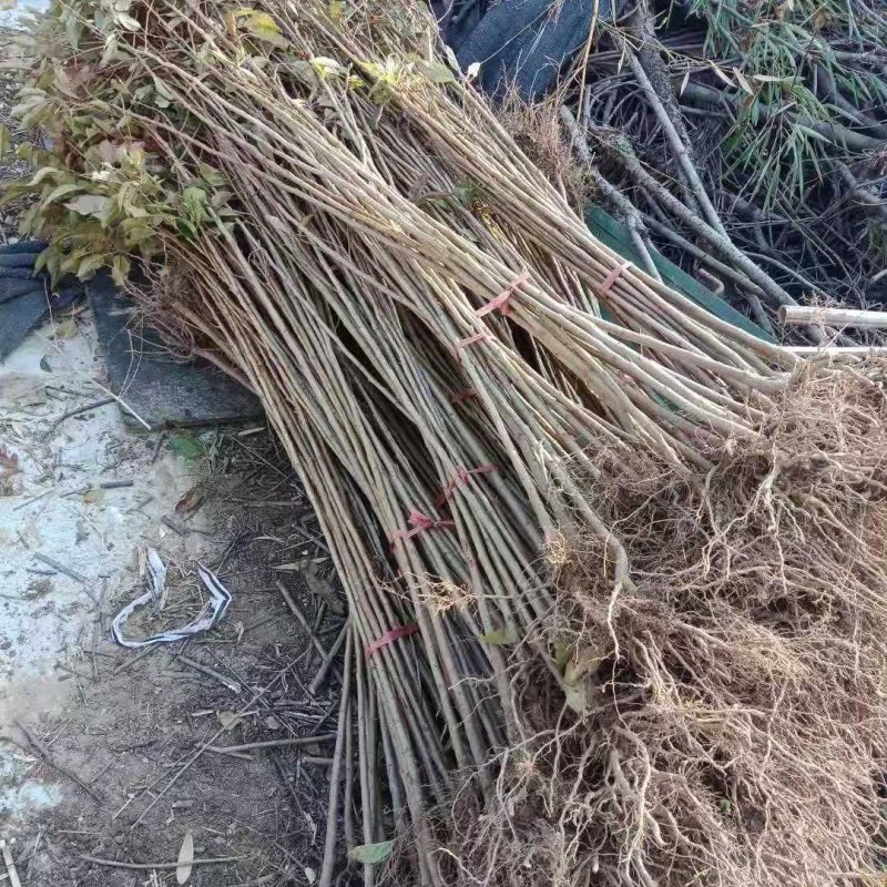 樱花3-15公分单樱双樱早樱晚樱均有货牡丹樱红花