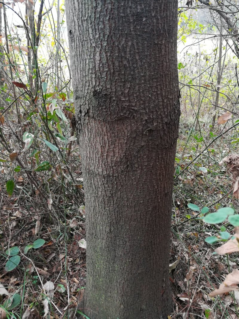 有大批10一500不同规格栾树