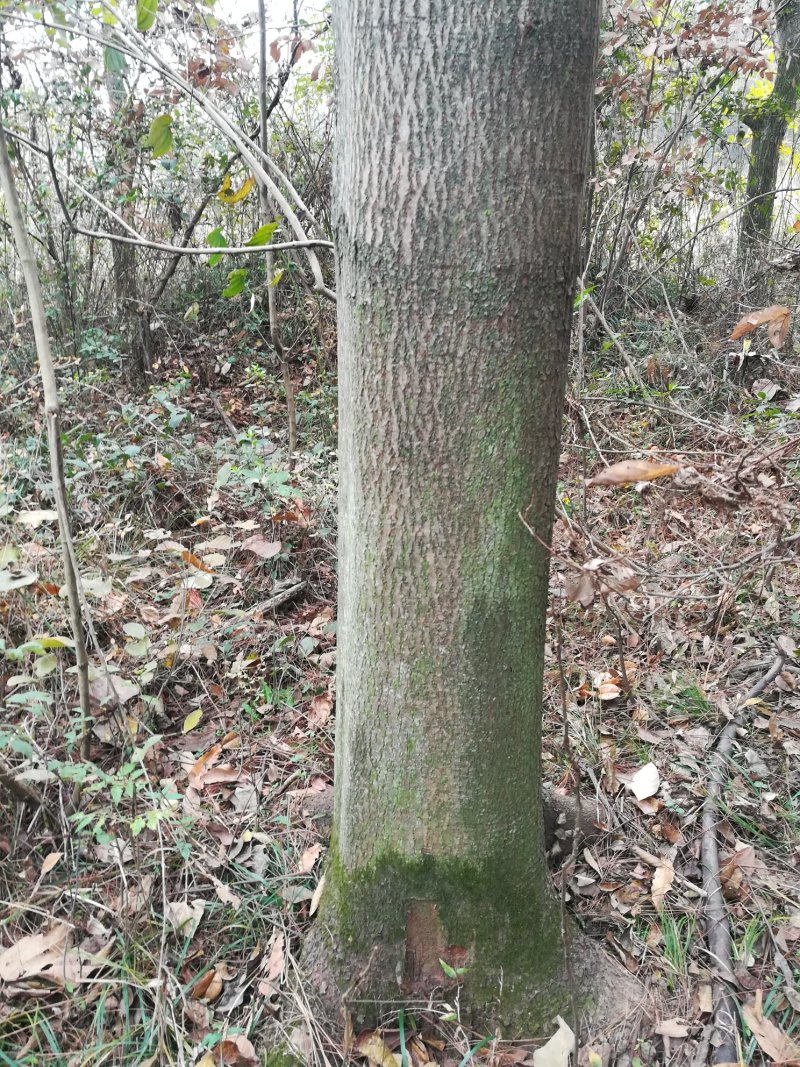 有大批10一500不同规格栾树