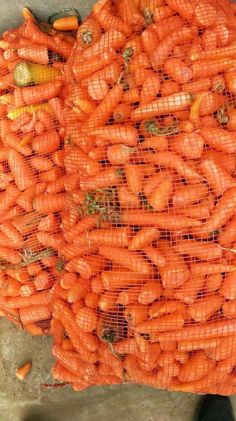 养殖胡萝卜次品大量有货，工厂.全年供应，货源充足。