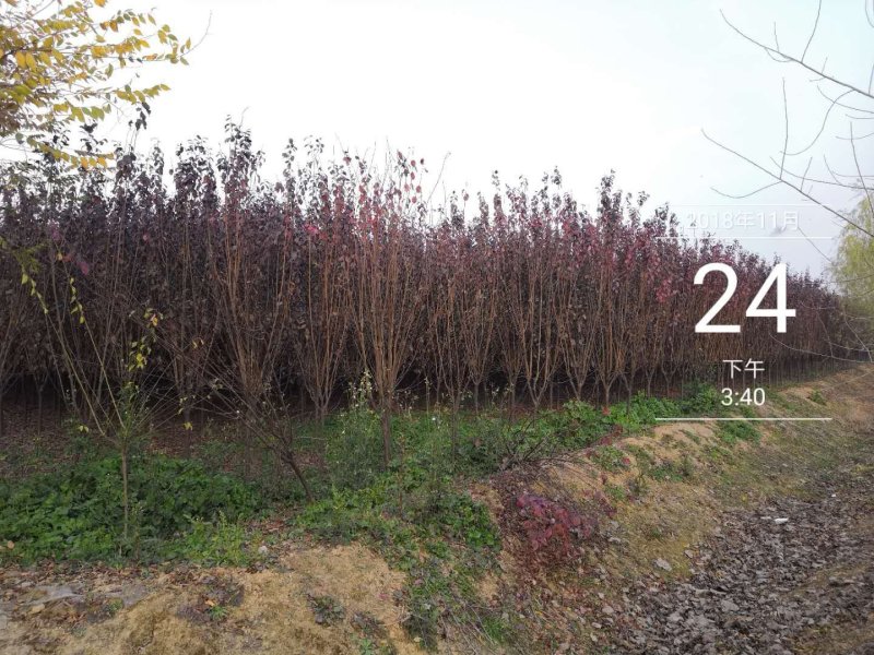 紫叶李红叶李3-18公分均有货5公分28装车
