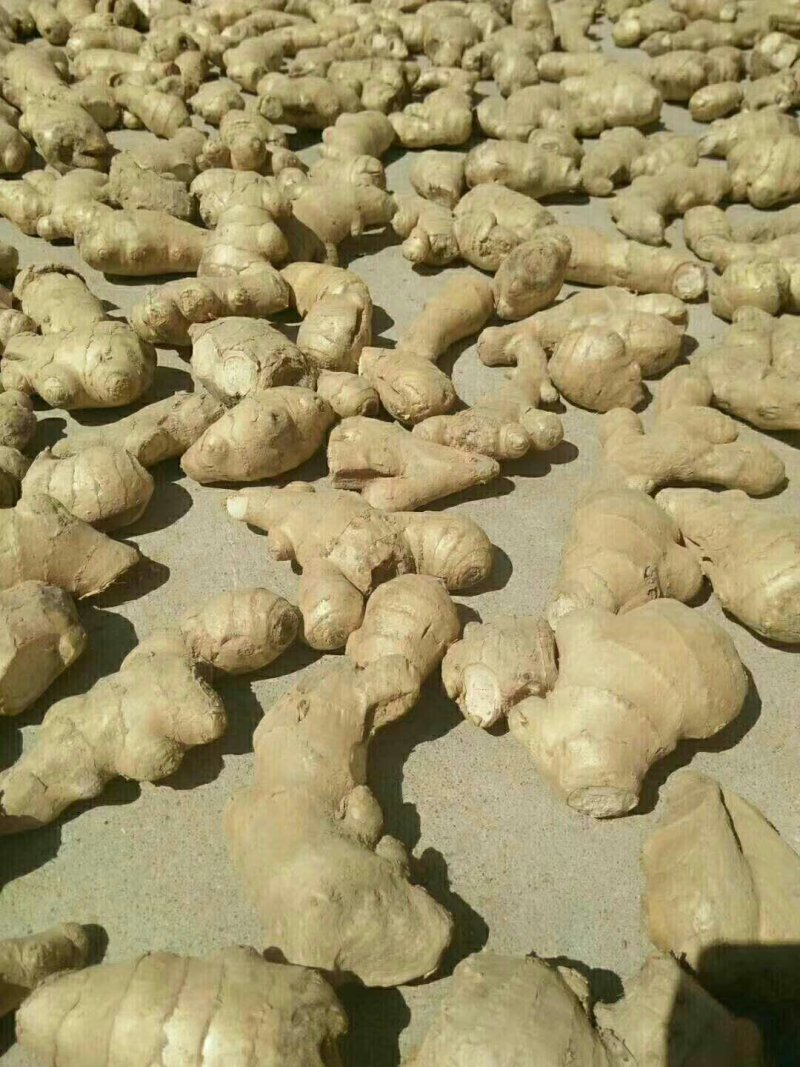 姜母，山东生姜大量供应，物流发货，支持全国