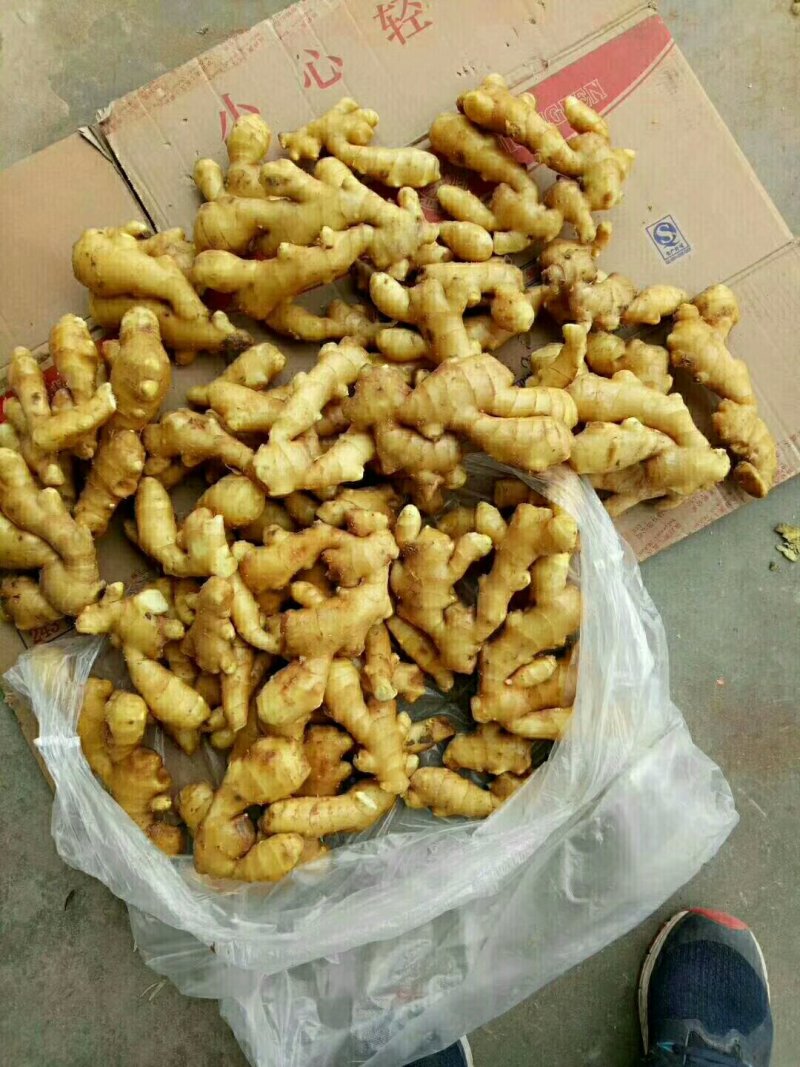 姜母，山东生姜大量供应，物流发货，支持全国