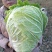白菜