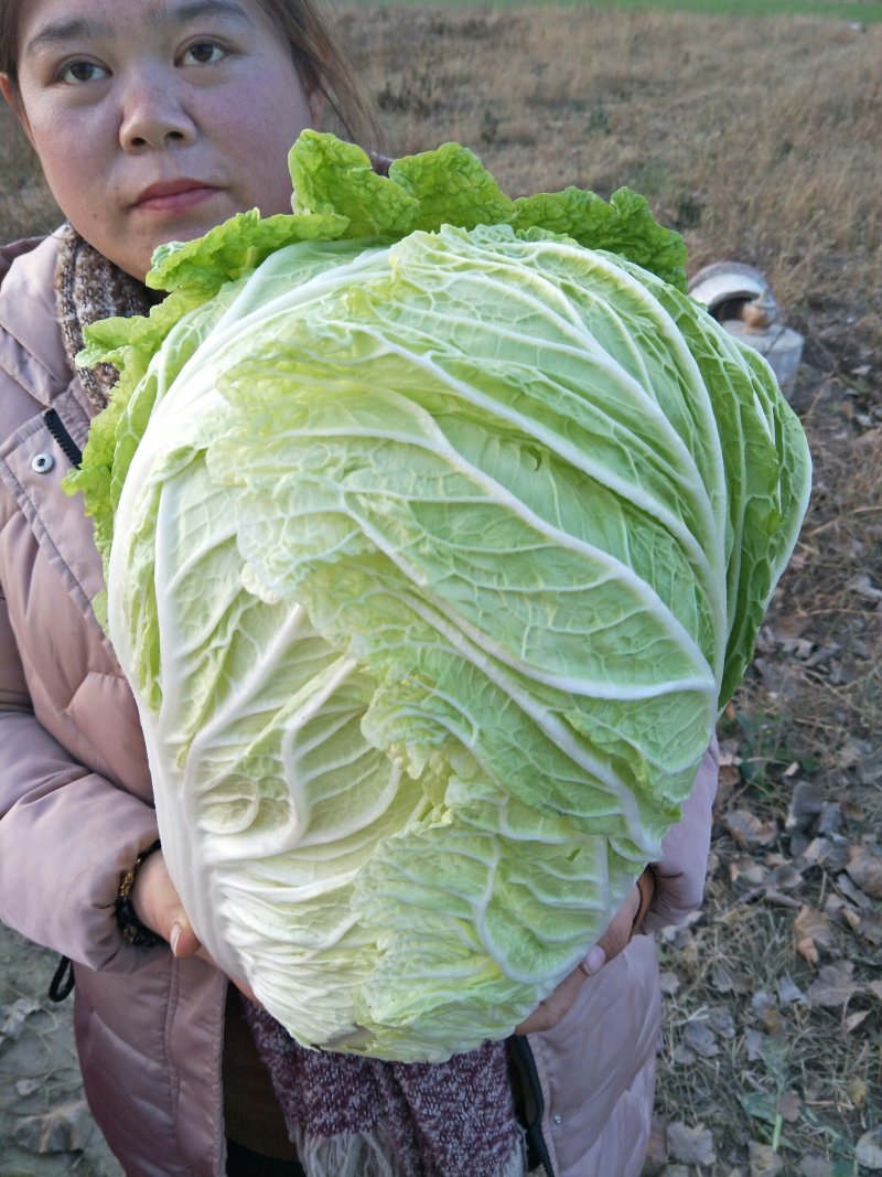 白菜