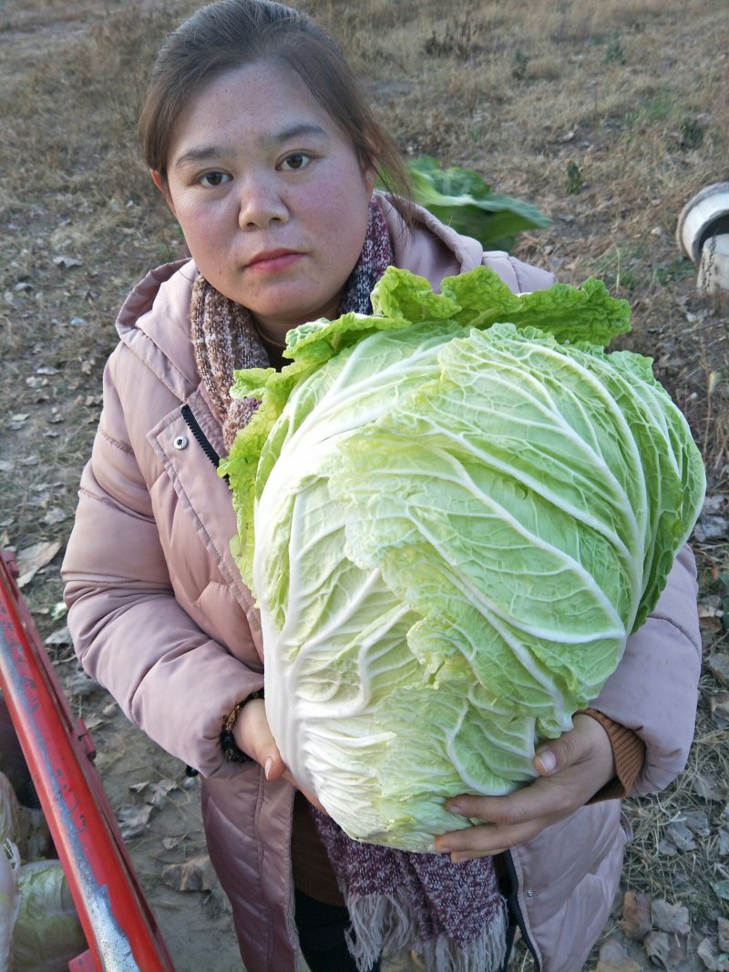 白菜