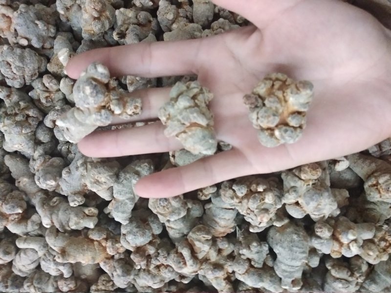 三七30头滑头