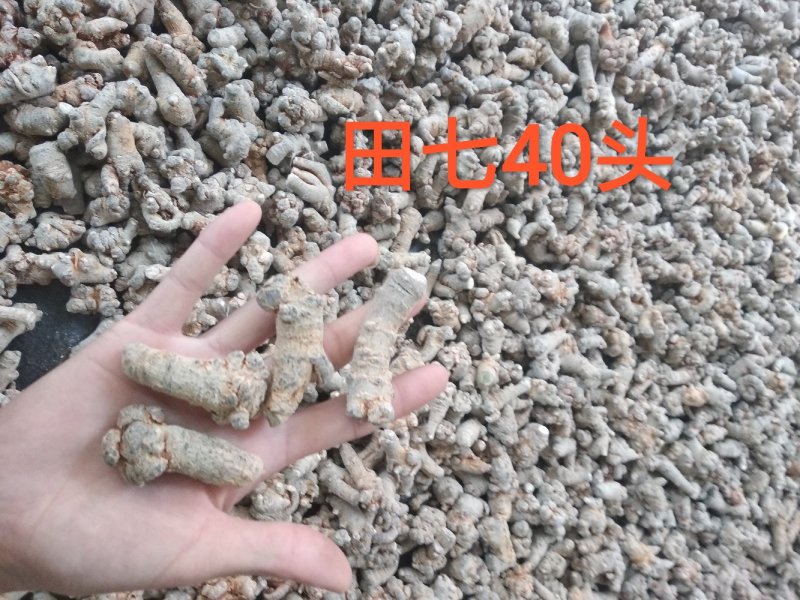三七30头滑头