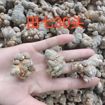 三七30头滑头