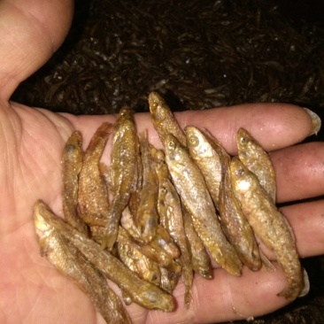 正宗醴陵火焙鱼
